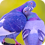 com.Pigeon.wallpaper.Pigeonwallpaper.ariyan