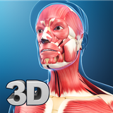 com.visual3dscience.muscle