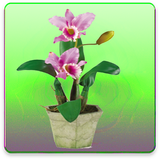 com.pishtaznovin_sqltlm.gologiyahe