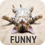 com.david_wallpapers.funny