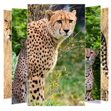 com.suviapps.cheetahwallpapers.cheetahpictures.animalwallpaper