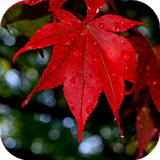 com.goodwallpapers.autumnleavesahepton