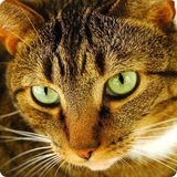 com.droidcorp.cats