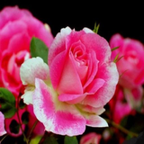 com.andromo.dev585582.app592126