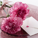 com.purpleberry.staticwall.carnation.g01