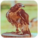 com.eaglewallpaper.eagle.bird.pictures.hd