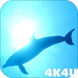 com.lwp4k4u.dolphins