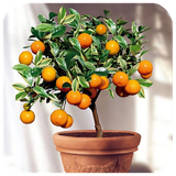 com.fruit_trees.dev3