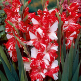 com.myapps.GladiolusFlowersHDAG