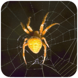 com.hd.spiderwallpaper.images.spider.bestpicture