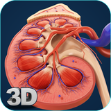 com.visual3dscience.Kidney