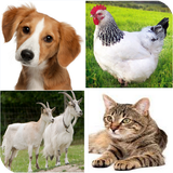 turkish.animals.names.with.sounds
