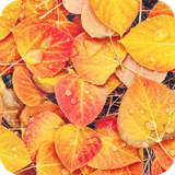com.autumnwallpaper.wallpaper.hdwallpaper