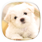 com.cutepuppywallpapers.coolbackgrounds