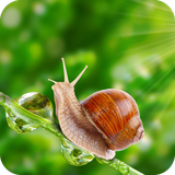 com.snail.wallpaper.snailbestwallpaper