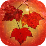 didar.faslepaeiz