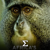 com.enigma.series.africas_wild_year