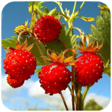 com.hd.Strawberrywallpaper.strawberryimage.backgroundwallpapers