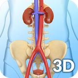 com.visual3dscience.UrinarySystem