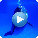 com.desenvdroid.dolphinsoundrelax