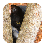 com.everydaysapps.findthecat