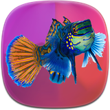 com.phoinix_books_h.abzeanabshor