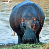 com.qanjerumbi.HippopotamusWallpaper
