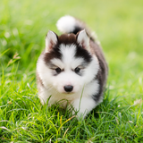 com.livewallpapers3d.cutepuppies