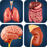 com.visual3dscience.organs