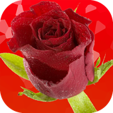 com.usfdev.RosesFlowersLiveWallpaper