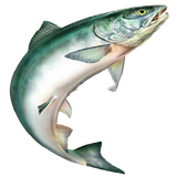 ghazabamahi.ghazabamahi72