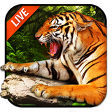 mobi.infolife.ezweather.livewallpaper.tiger3D