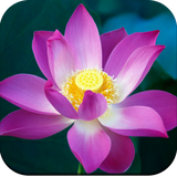 com.hd.lotuswallpaper.lotusflowerswallpaper.lotusbackgroundwallpaper.pinklotus