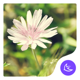 com.apusapps.theme.i_daisy_c15b7f61fa