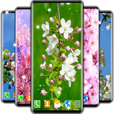 spring.blossom.live.wallpaper