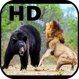 animaldocumentaries.wildanimalsvideos.documentalesanimales