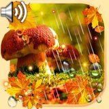 com.elensweetmood12.autumnrainlivewallpaper