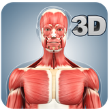 com.visual3dscience.musclepro