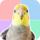 ir.fereydoon.cockatiel