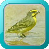 com.masteranburung.burungmozambik