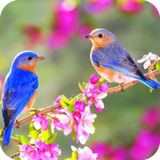 com.wallpaperbirdwallpaper.wallpaperhd
