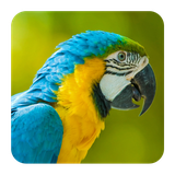 com.androbaby.birdsounds