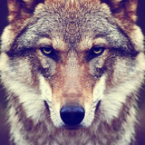 com.newandromo.dev14804.app1066532