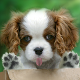 pl.infinzmedia.lickingpetsfree