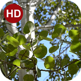 ir.hmh.PeaceLiveWallpaper_3