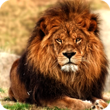 com.nicehdapps.lion.wallpaper.HD