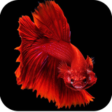 com.hd.bettafish.wallpapers.best.fish.wallpapers.bestwallpaperapp