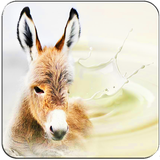 com.shalgooni.khavasshirolagh