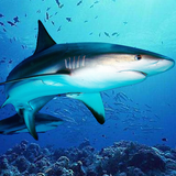 com.wildlife.dogfish