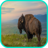 com.app3dwallpaperhd.buffalowallpaper